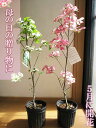 記念樹にハナミズキ苗紅白苗自宅の庭植え鉢植えに4月に開花年贈り物おすすめですおめでたい紅白セット2024年4月に開花の苗ハナミズキを自宅のお庭に花水木苗木シンボルツリー アメリカハナミズキ苗木苗ハナミズキ