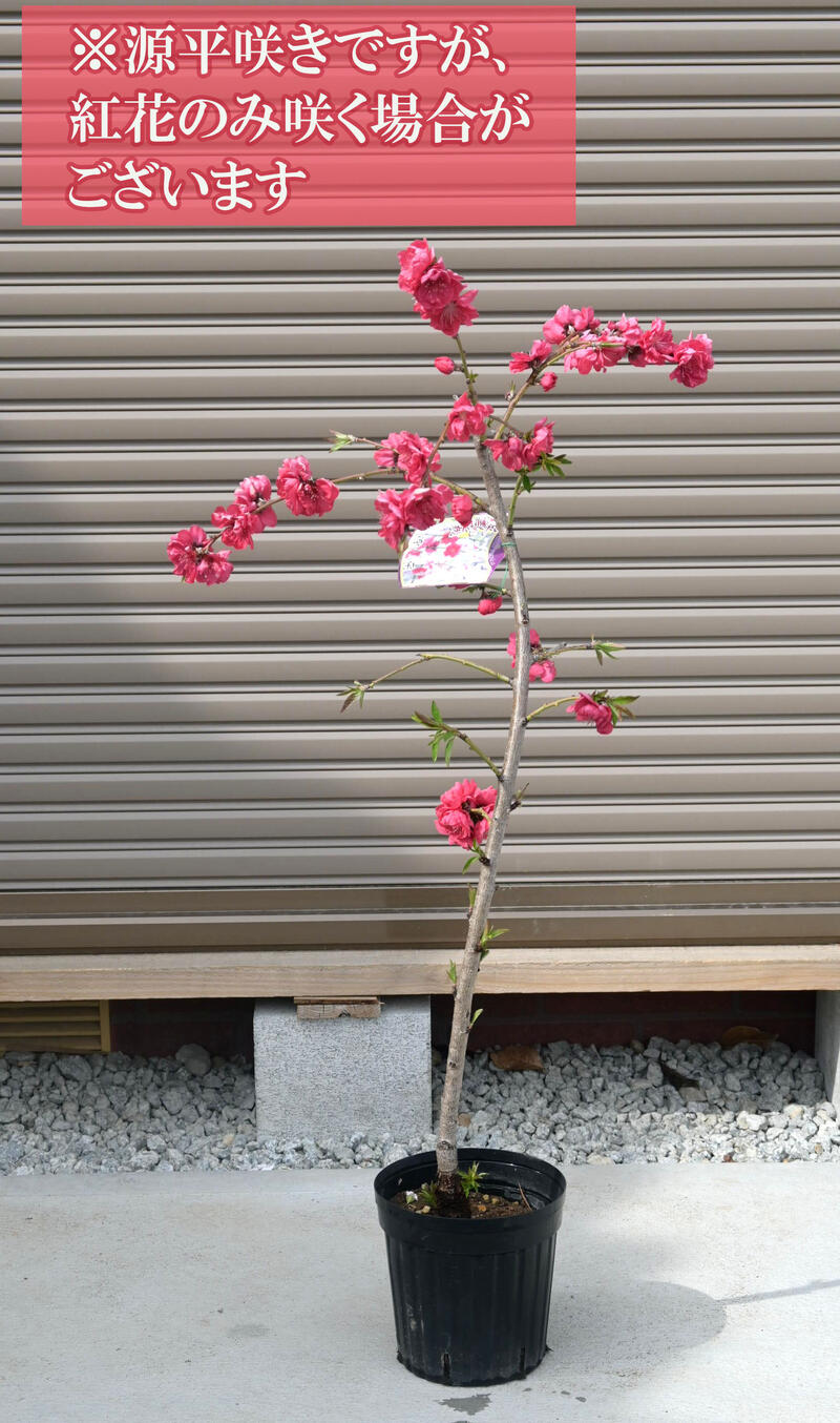 おすすめ苗 盆栽仕立て 鉢植え向き 2026年4月中頃～下旬開花見込み ハナモモ 源平桃【ゲンペイモモ】枝垂れ桃花桃庭木苗 　鉢植え