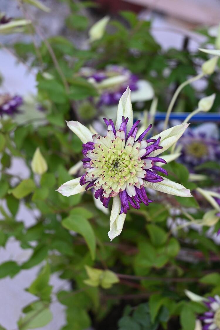 クレマチス 花の鉢植え 母の日のプレゼントに2024年母の日期間でのお届けプレゼントの贈り物にギフトクレマチス鉢植え2024年 ギフト クレマチス ビエネッタ5月開花