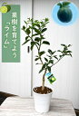 2023年育てる鉢植え果樹　ライム　