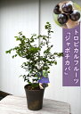 果樹鉢植えトロピカルフルーツ ジャボチカバ 鉢植え新入荷　希少品種です