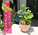 ウルトララズベリー レッドドリーム 鉢植え 果樹 木苺 ラズベリー