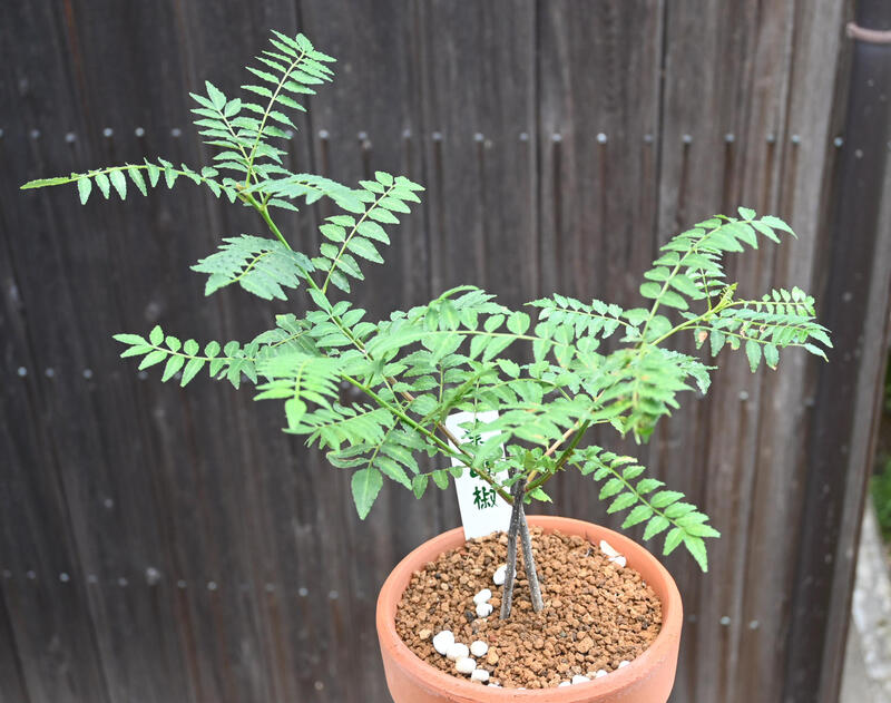 5���9���դ�����ޤ�̵���������ջ�ܥ ȭ���� ��ܥ���Ѥˡ����٤���ջ�ܥ��������Ƥ뻳�ڡ������ϥ��祦�α¤ˤ�Ǥ��ޤ�