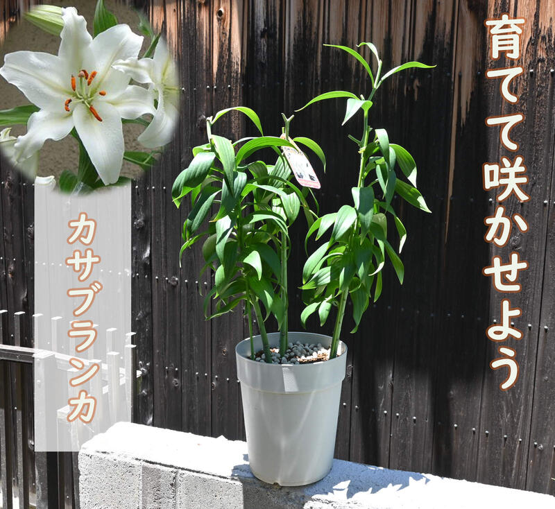 ※お花はありません※5月10日以降今季開花終了した3本仕立て2026年剪定後のお届け カサブランカ 育てるカサブランカ 剪定した状態でのお届けになります ユリ