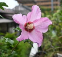 2025年6月より発送花芽確認のムクゲムクゲ苗槿 アフロダイトムクゲ苗木2025年7月開花苗