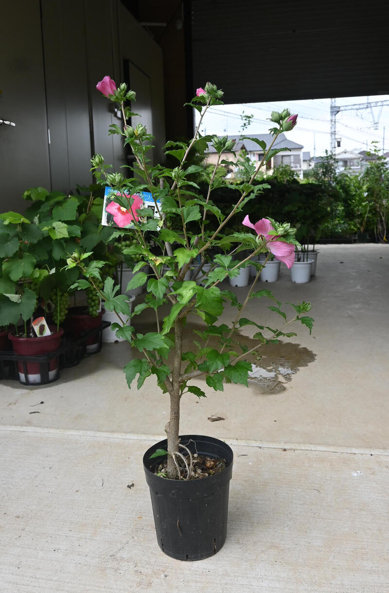 2026年6月より発送 花芽確認のムクゲムクゲ苗槿　　 アフロダイトムクゲ苗木2026年7月開花苗