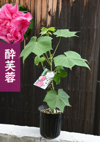 一日で花色が変化する魅力的な花2024年開花苗接ぎ木苗酔芙蓉 苗木 八...