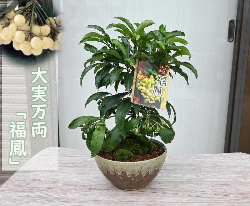 白実縁起物万両盆栽鉢植え 2025年12月実付きでのお届け大実万両 福鳳（フクホウ）白実万両鉢植えでお届け縁起の良い木縁起物まんりょう
