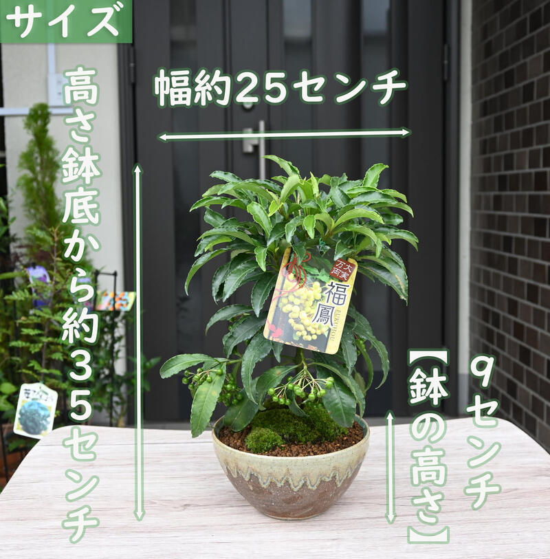 白実縁起物万両盆栽鉢植え 2025年12月実付きでのお届け大実万両 福鳳（フクホウ）...
