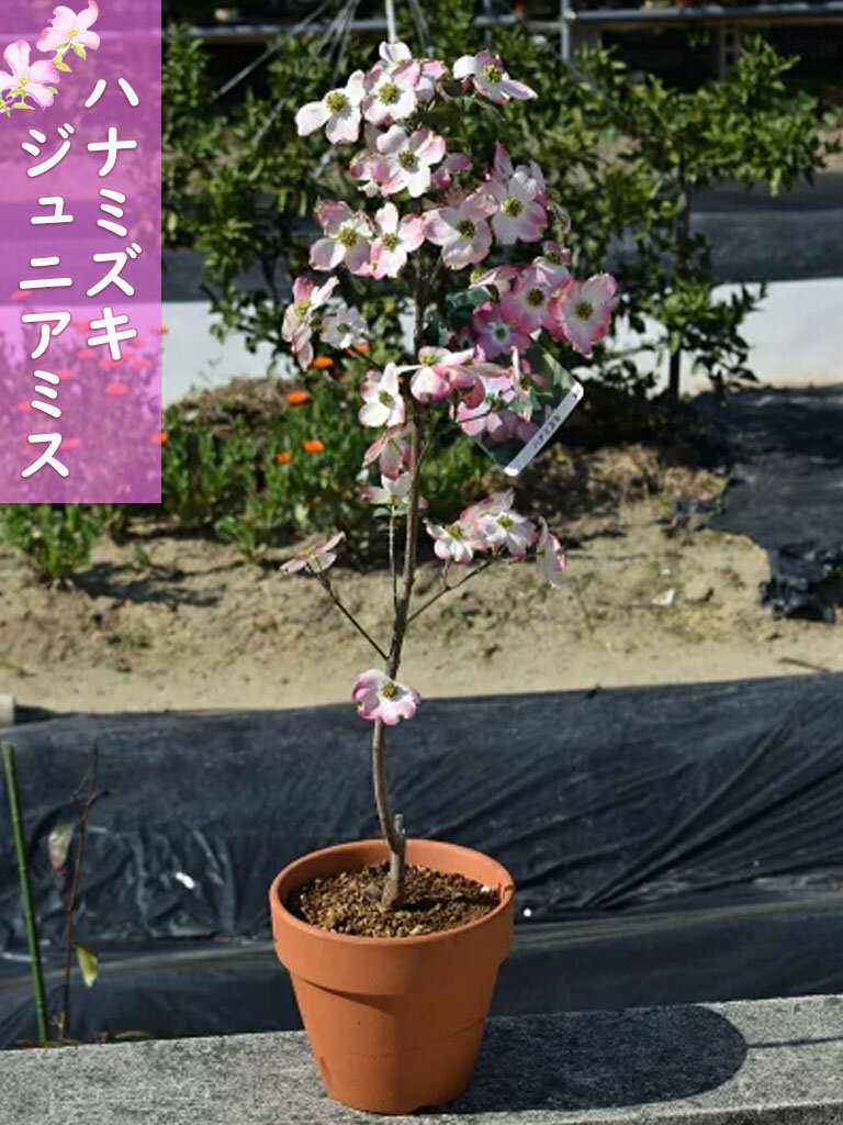 ギフト2024年5月に開花今年のプレゼントの贈り物に 【鉢花】ハナミズキ鉢植えジュニアミス　ハナミズキピンクハナミズキ春に開花 花水木 アメリカヤマボウシ