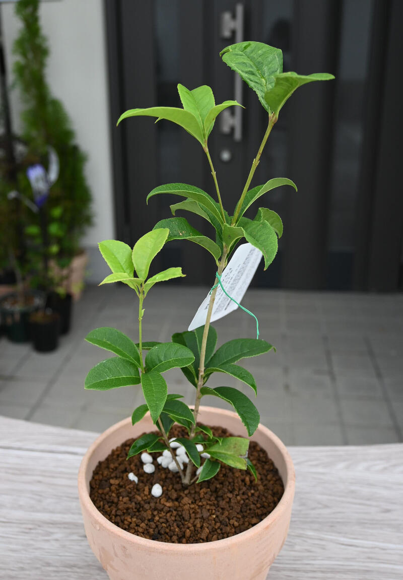 二期咲き春と秋に咲く 四季咲モクセイ 木犀 鉢植え 四季咲き モクセイ テラコッタ...
