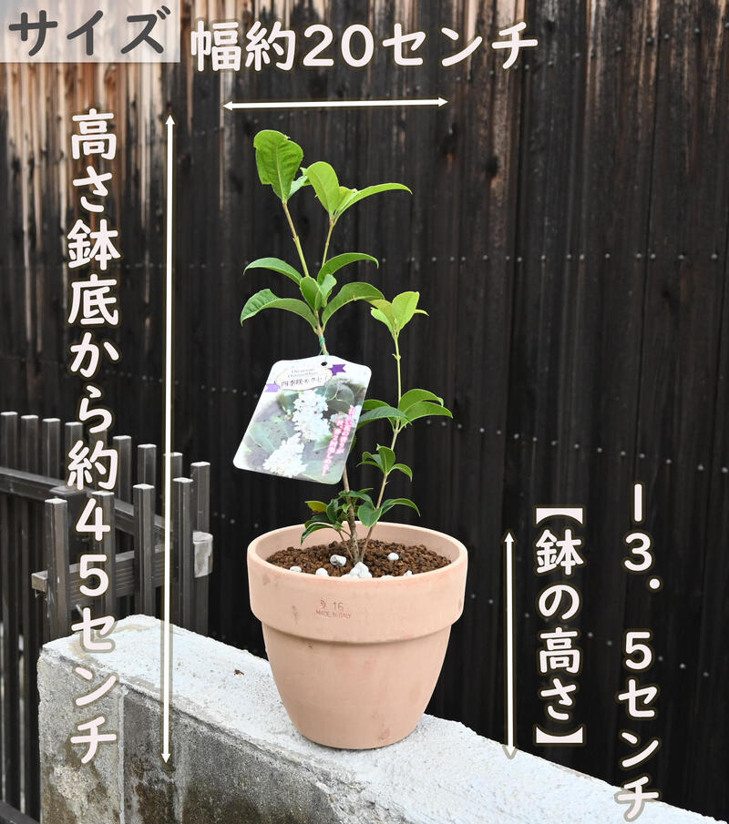 二期咲き春と秋に咲く 四季咲モクセイ 木犀 鉢植え 四季咲き モクセイ テラコッタ...