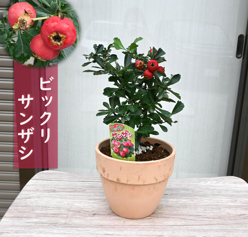 楽天市場】山査子 鉢の通販