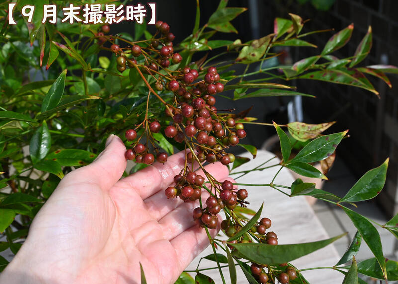 なんてん苗木 南天 赤実 赤南天 ナンテン 寝巻苗 縁起が良い南天の大きい苗