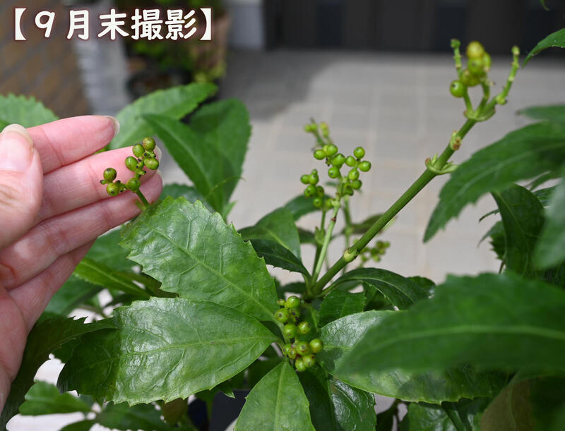 �ץ쥼��Ȥ�ȭ����2026ǯ�ϱﵯ���ɤ���ʪ2026ǯ1��ޤǼ��դ��Ǥ��֡�����ξ�� 2�ܥ��å�����ξ����ξ�ﵯʪ��ξ ���å�