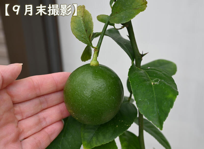 ������ ��ޤ֤����� �̼� ݦݨ������Ǽ�ʬ�ǰ�Ƥ����˥����󥸥���