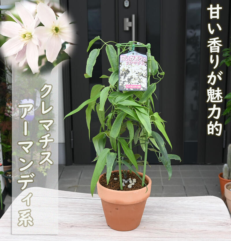楽天市場】クレマチス アーマンディ アップルブロッサムの通販 楽天市場】クレマチス アーマンディ アップルブロッサムの通販