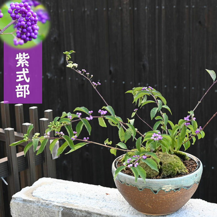 盆栽 紫式部 信楽鉢入り ムラサキシキブ