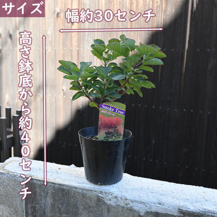 スモークツリー 苗木 リトルルビー ケムリノキ
