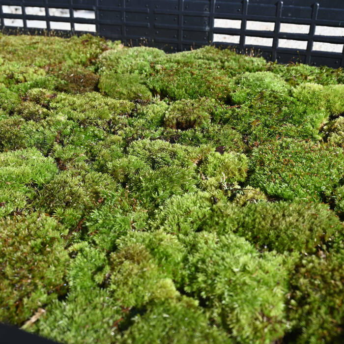 山苔 1トレー コケ庭園 テラリウム 苔テラリウム コケ 苔玉