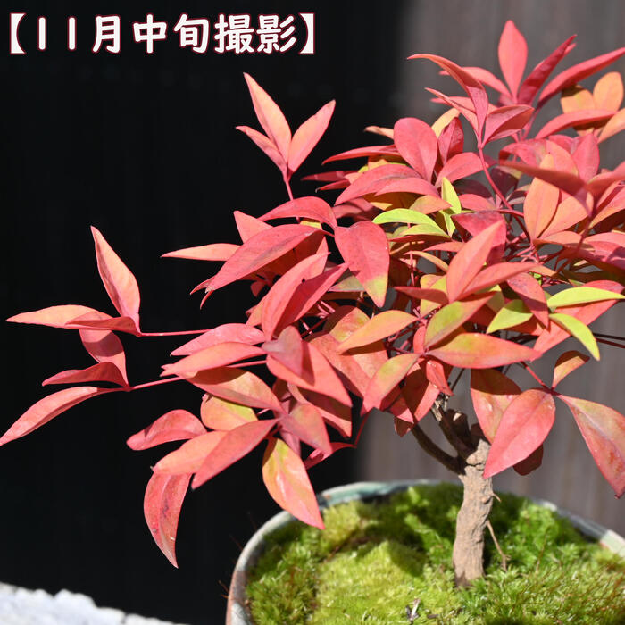 2026年縁起物お正月 贈り物 七福 南天 鉢植え ナンテン お正月ラッピング付き 縁起...