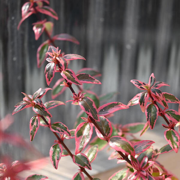 ȭ�� ���٥ꥢ ����ե��åƥ� ����ե��ƥ�