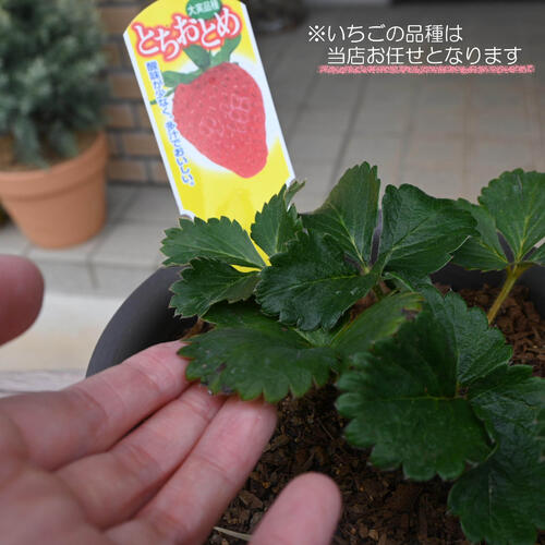 いちごを自分で育てて収穫2026年5月苺の収穫が楽しめます植えこみ済み プランター...