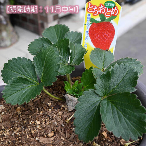 いちごを自分で育てて収穫2026年5月苺の収穫が楽しめます植えこみ済み プランター...