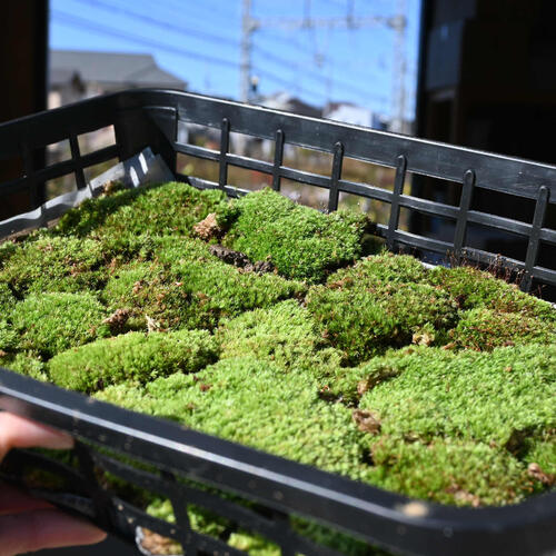 ���� 5�ȥ졼 �����ƥ�ꥦ���Ѥ� ������ ��ޥ��� ���ߺϤ�