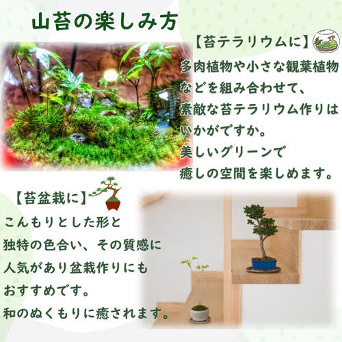 ��ޥ��� ���ݡ� �ڻ��ݥ�ޥ��� �� �ݡ������� �ޥȥ졼���åȤǤ���