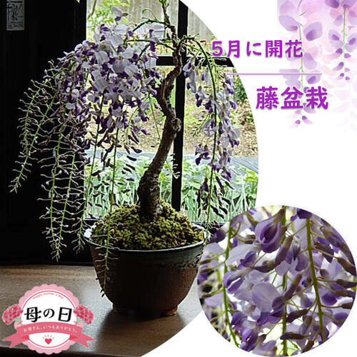 盆栽 特選：三河黒松*　現品 くろまつ　クロマツ　Kuromatsu bonsai 中品盆栽