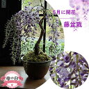 母の日プレゼント用の贈り物 藤盆栽 2025年5月に開花 盆栽の藤の花お誕生の鉢花にもおすすめ プレゼント用 花ギフトおススメギフト藤盆栽盆栽藤信楽鉢植え