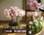 2018年4月に開花のさくら盆栽ですプレゼントにさくら盆栽桜盆栽ツイン桜盆栽信楽鉢入り 桜盆栽と山野草雛海外でも BONSAI ボンサイと言います。 鉢植えお届けはお花見ができる桜盆栽となります。