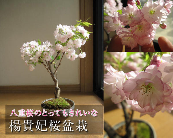 お誕生日に自宅でお花見開花調整のサクラ2024年5月中頃開花の桜盆栽サクラ 盆栽 【八重桜楊貴妃】楊貴妃桜盆栽【桜盆…