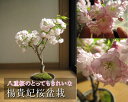 プレゼントに自宅でお花見2024年4月中頃開花の桜盆栽サクラ 盆栽 【八重桜楊貴妃】楊貴妃桜盆栽【桜盆栽 】八重咲桜盆栽信楽鉢桜のお花は人を　笑顔にする力があります。淡紅色の優雅で美しい桜八重桜桜盆栽でお花見