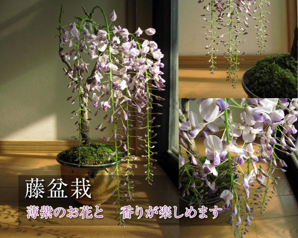 育てる盆栽ギフト　2024年4月〜5月に開花の藤盆栽鉢花の藤です
