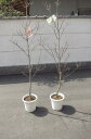 2024年4月開花ハナミズキ苗自宅のシンボルツリー はなみずき花水木シンボルツリー 【ハナミズキ 苗木】 紅と白ハナミズキ2本セット 贈り物に紅白の 花ミズキ...
