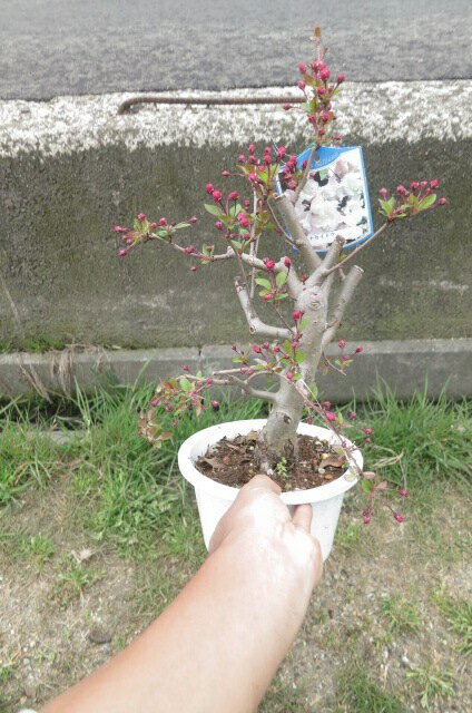 盆栽苗　鉢植え：花海棠ハナカイド