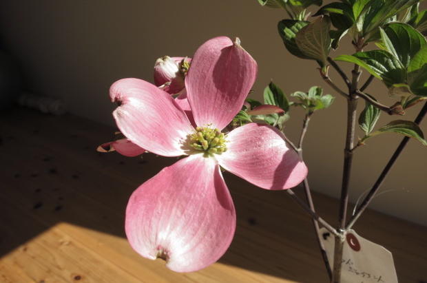 ハナミズキ苗開花終了しました花水木シンボルツリー 【ハナミズキジュニアミス】　ハナミズキピンク花の花水木高さ　50センチ前後