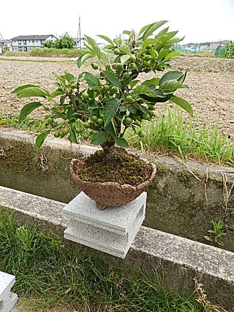 姫りんごの盆栽