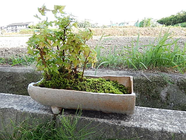 楓寄せ植え盆栽 　信楽鉢入り