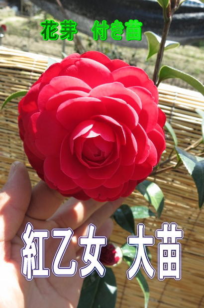 紅乙女椿苗木紅乙女ツバキ苗 ツバキ苗 【花苗植木】 【ツバキ苗】椿 紅乙女　コウオトメ椿 2