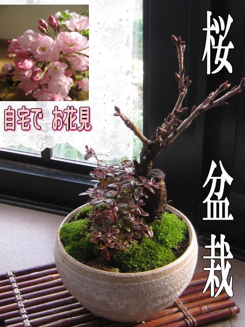 サクラのお花見を自宅で楽しむ八重桜【2023年4月中頃頃開花予定】自宅でお花見を楽しもう桜盆栽こけももの寄せ植えお花見が楽しめるさくら盆栽です