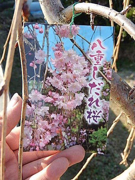 立派な八重しだれ桜苗【2024年4月頃開花予定】自宅でお花見を楽しもうおすすめ 立派なしだれサクラ【八重しだれ桜苗】 【シダレ桜 1.5m 大苗 自宅のシンボルツリーに 大きいしだれ桜 おすすめの シダレ桜です【サクラ大苗】しだれ桜 苗木