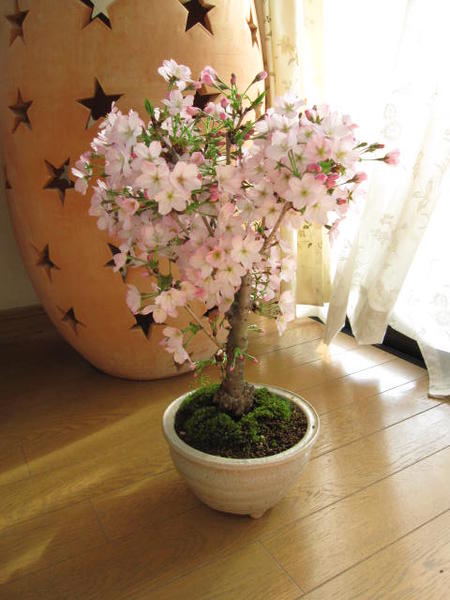 母の日ギフト笑顔の花咲く桜盆栽202