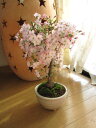 2023年贈り物におすすめですお誕生日プレゼントに今年は自宅でさくらのお花見を4月に開花のさくら盆栽桜盆栽御殿場桜盆栽贈り物や お祝いごとに 桜満開ギフト 信楽鉢入り桜の盆栽