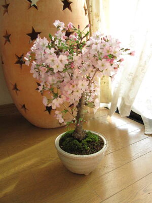 桜盆栽：御殿場桜桜満開ギフト信楽鉢入り2014年春にお花見しよう
