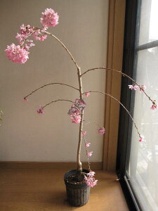2020年4月頃開花予定植樹にしだれ桜苗【桜】枝垂れ桜苗 高さ 約1m 一重紅しだれ桜苗 紅しだれ桜 苗木
