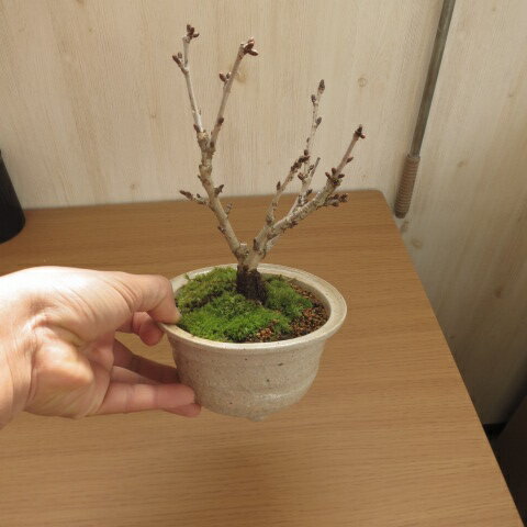 �ȶ�ˤ��ָ���ڤ�����ߺϡڥߥ��ߺϡۺ��ߺϡڥ������ߺϤǼ���Ǥ��ָ��ۺ��ߺϡ�2026ǯ4����֤κ��ߺϤȤʤ�ޤ��������襤���������Τ��ָ�������ǤǤ��ޤ�