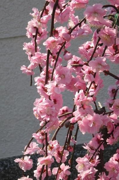 値引きする 21年3月開花予定しだれ梅苗八重枝垂れ梅苗 八重シダレ梅苗 とても人気のあるピンク しだれ梅 苗 ピンクの八重咲 枝垂れ梅 の 梅苗 花芽確認苗 しだれ梅苗 園芸百 Www Meliore Ca 値引きする 21年3月開花予定しだれ梅苗八重枝垂れ梅苗 八重シダレ梅苗 とても人気のあるピンク しだれ梅 苗 ピンクの八重咲 枝垂れ梅 の 梅苗 花芽確認苗 しだれ梅苗 園芸百 Www Meliore Ca